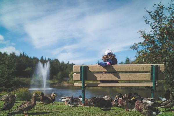 Child on a park bench watching ducks by a pond