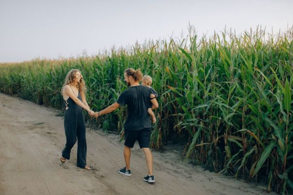 A family walking hand in hand beside a tall cornfield